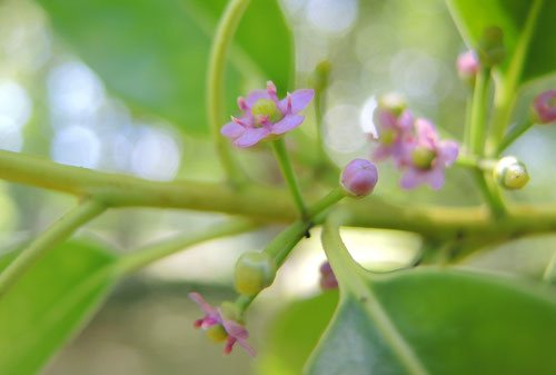 開花時期 ナナメノキ