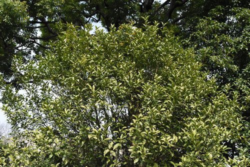 Chinese quince,tree