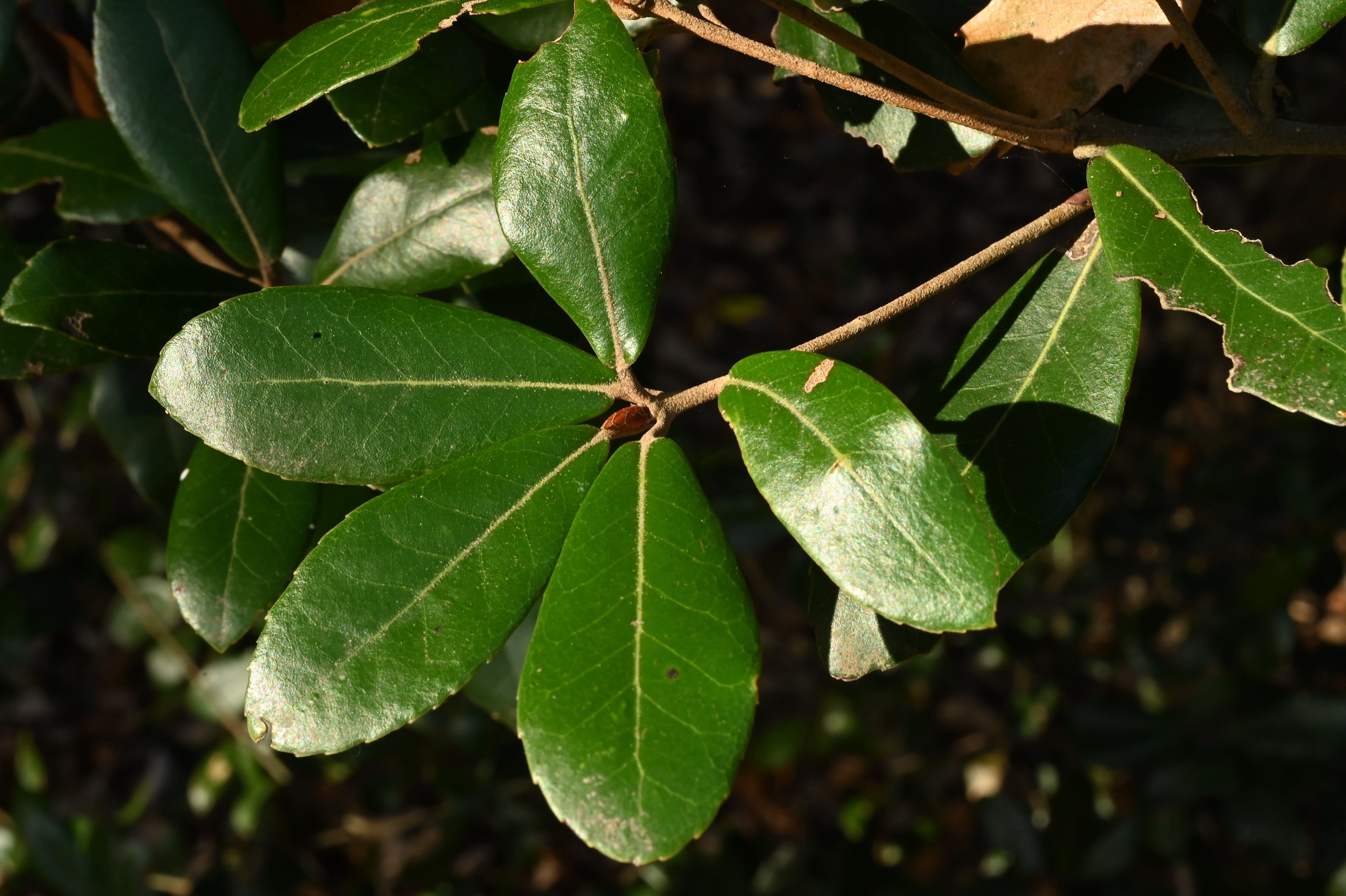 ウバメガシ（姥目樫） 庭木図鑑 植木ペディア