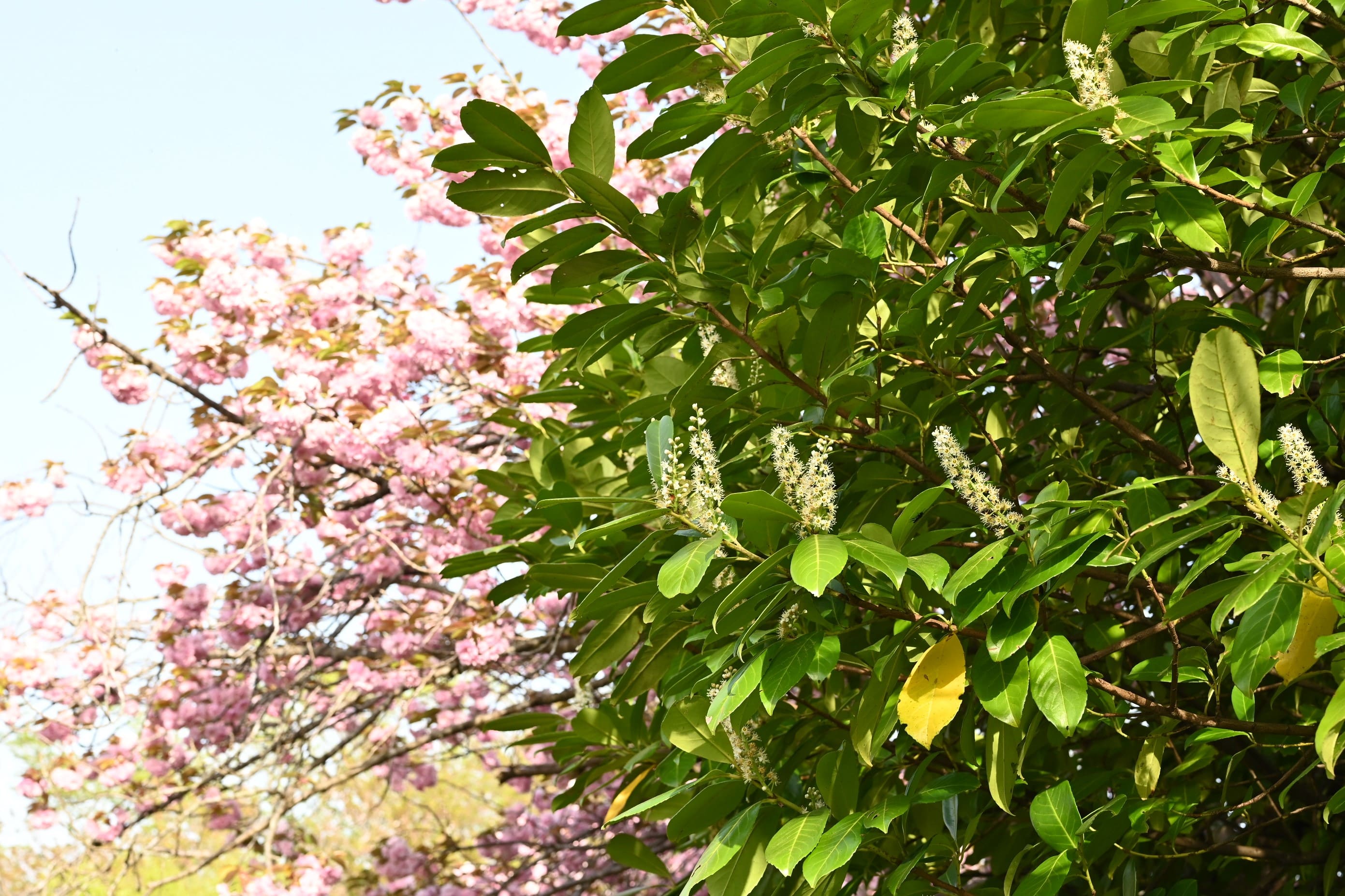 セイヨウバクチノキ 花 時期