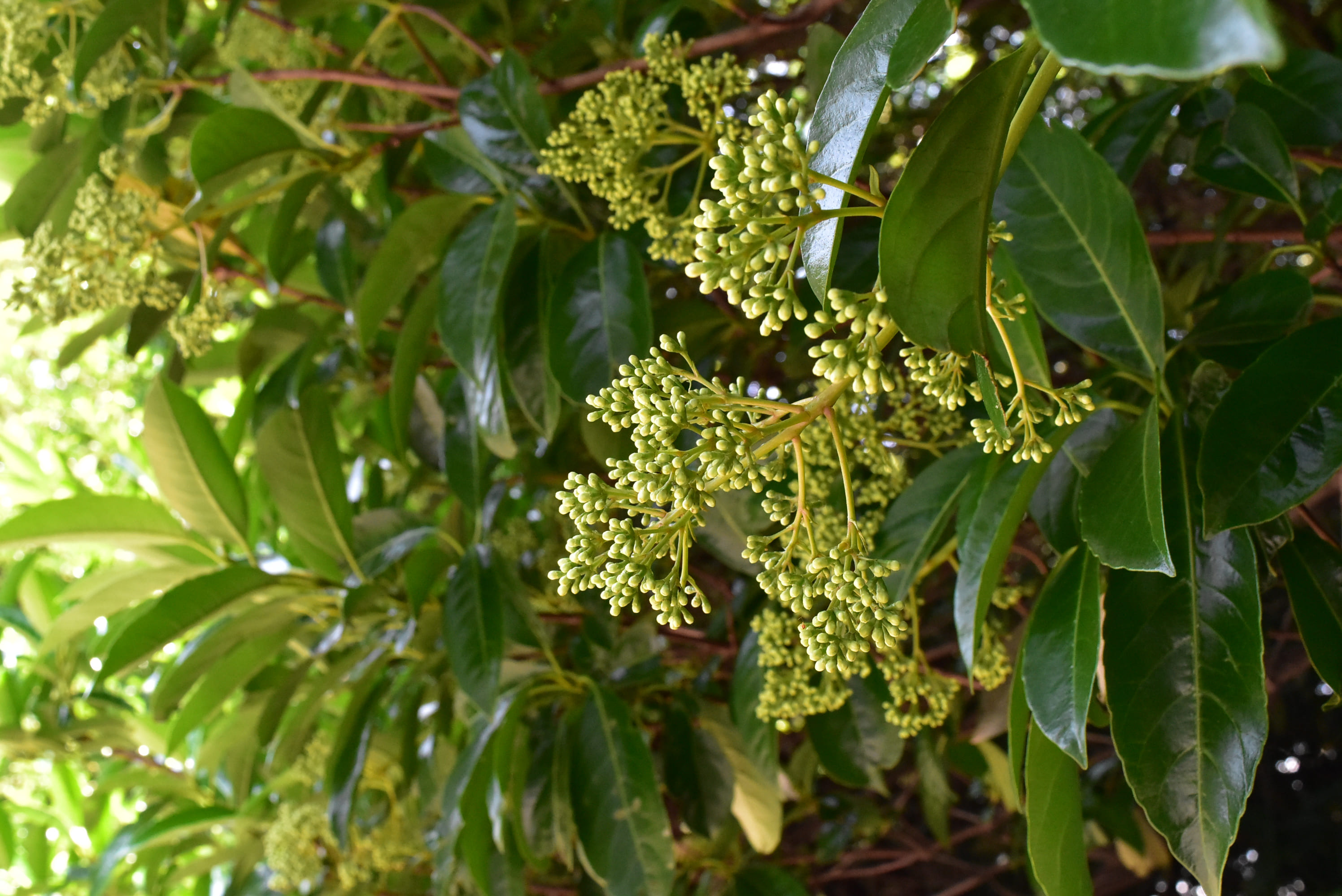 flower of Sweet viburnum