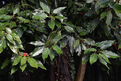 シロダモ 庭木図鑑 植木ペディア シロダモ 庭木図鑑 植木ペディア