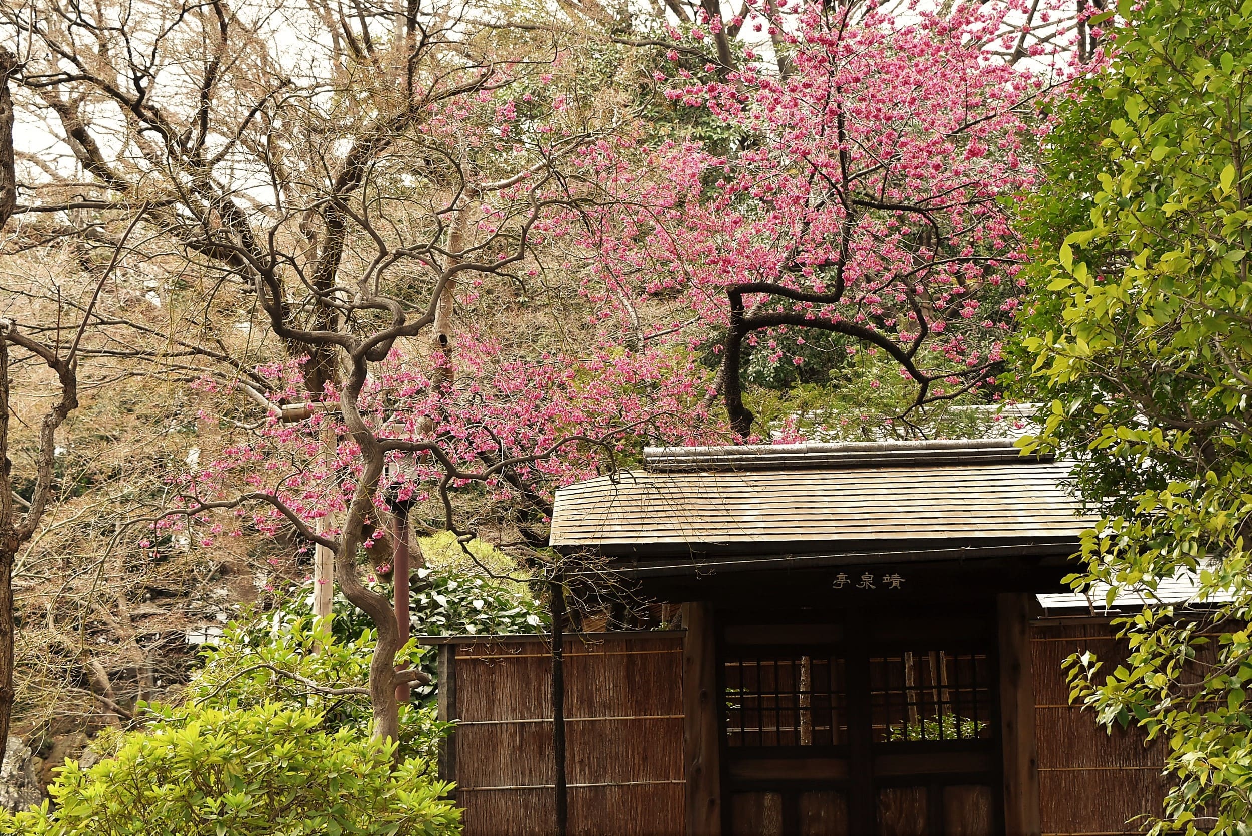 寒緋桜 緋寒桜 同じ
