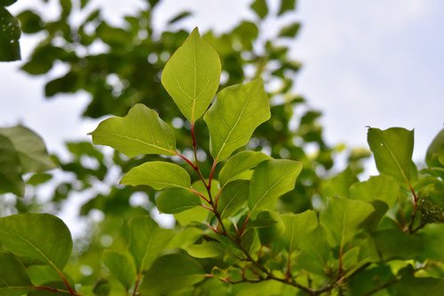 アブラチャン - 庭木図鑑 植木ペディア