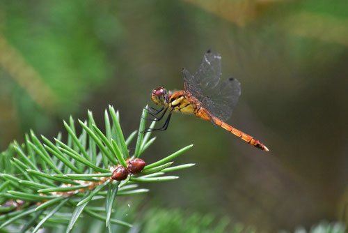 Tiger-tail spruce