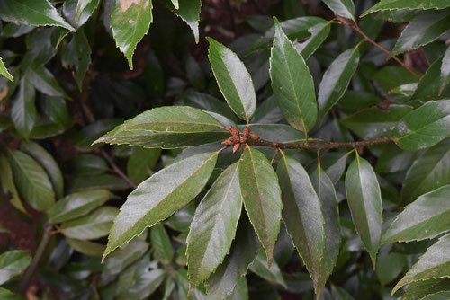 アラカシ 粗樫 庭木図鑑 植木ペディア