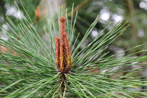 Japanese red pine tree