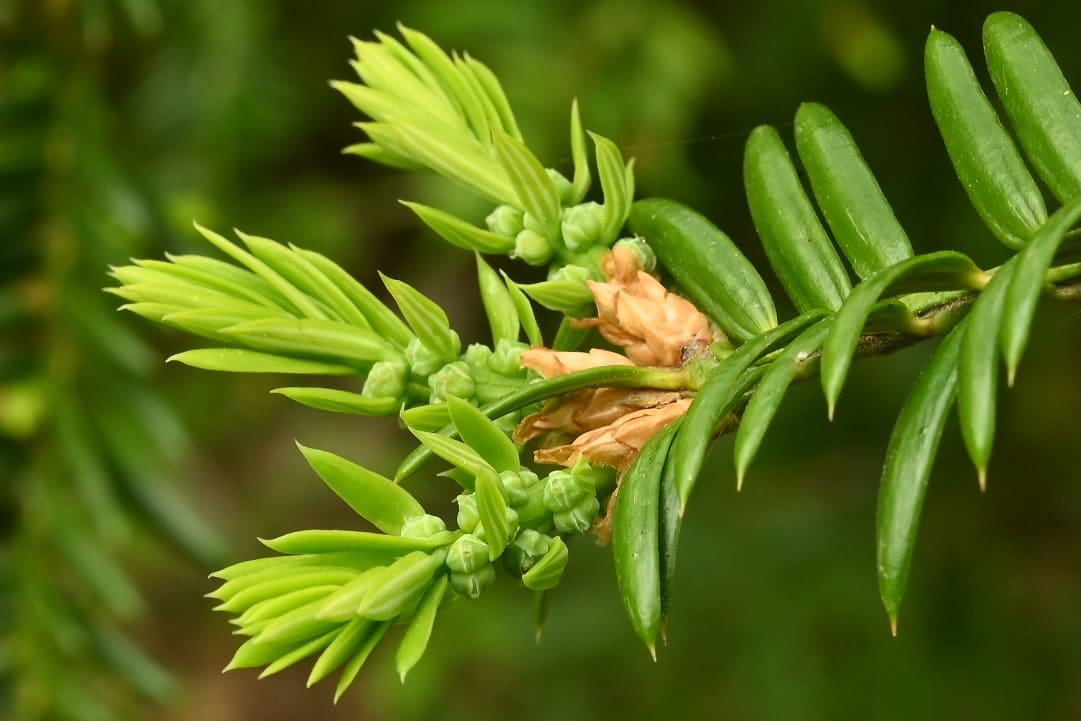 雄花,雌花