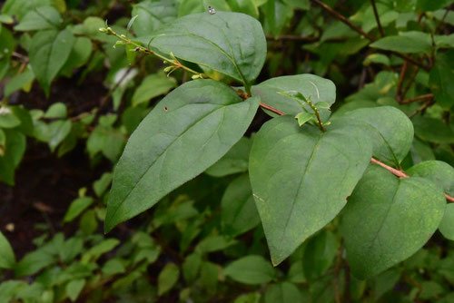 Leaf of white forsythia