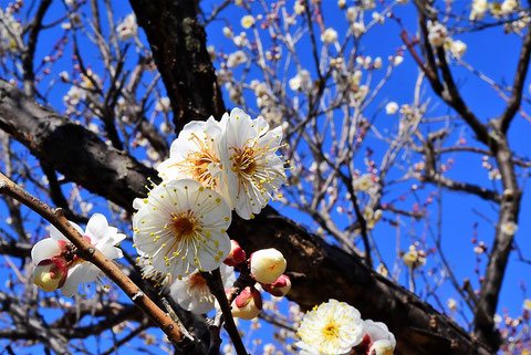 梅の木,Japanese apricot flower