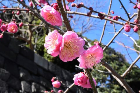 ウメ（梅）の品種一覧｜花言葉・育て方・名前の由来も解説 - 庭木図鑑