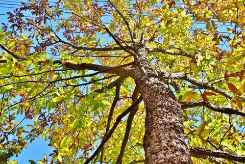 広葉樹 薪(コナラ、アベマキなど)