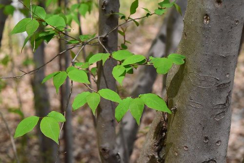 アブラチャン 木 葉っぱ