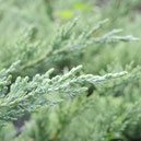 成長が遅い植物