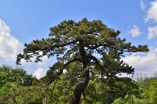 松の木 黒松 庭木（楽天市場】（株）一樹園 寿松 樹齢50年 植木