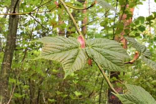 ウリハダカエデ - 庭木図鑑 植木ペディア