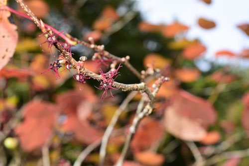 今咲いている木の花