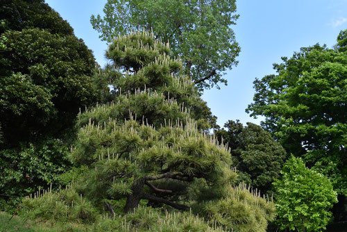 Japanese pine tree,black