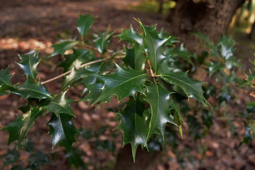 ひいらぎ ページ ヒイラギ（柊） - 庭木図鑑 植木ペディア
