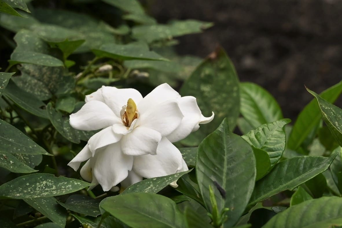 クチナシ 八重 花