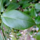 常緑広葉樹,樹木,庭木図鑑