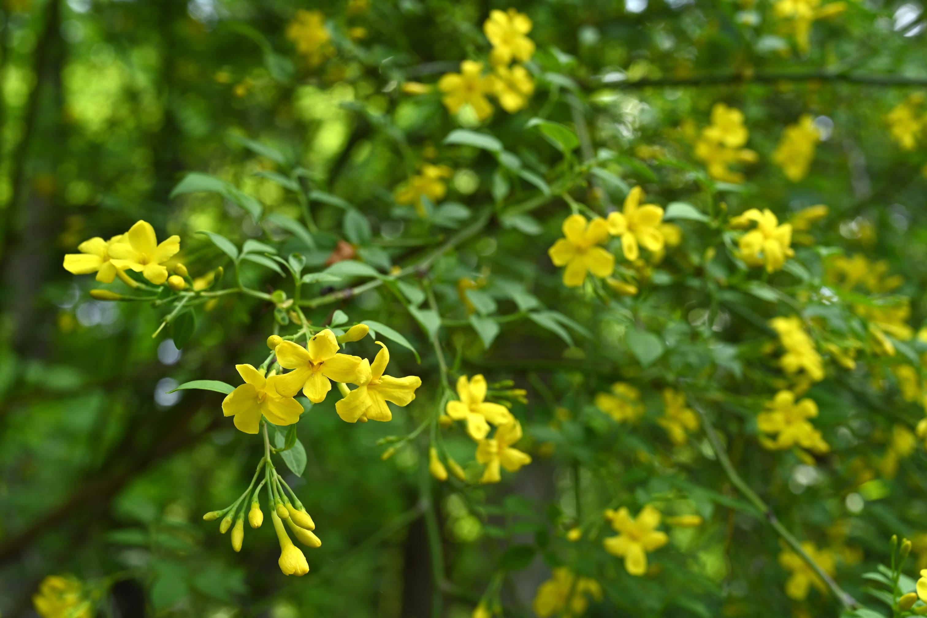 黄色い花が咲く木 庭木図鑑 植木ペディア