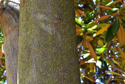 タイサンボク,Southern magnolia