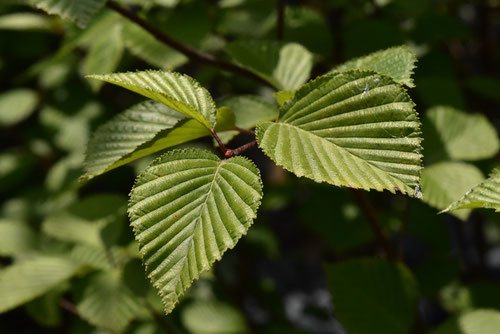 アズキナシ 葉っぱ 特徴