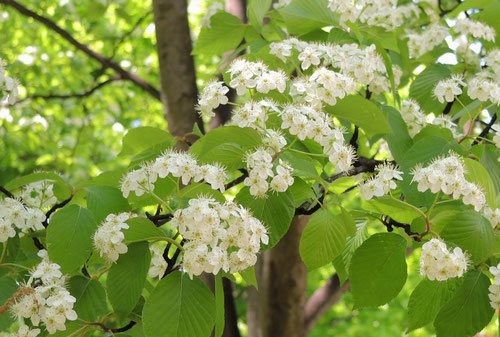 アズキナシの花,あずきなし,画像,開花時期