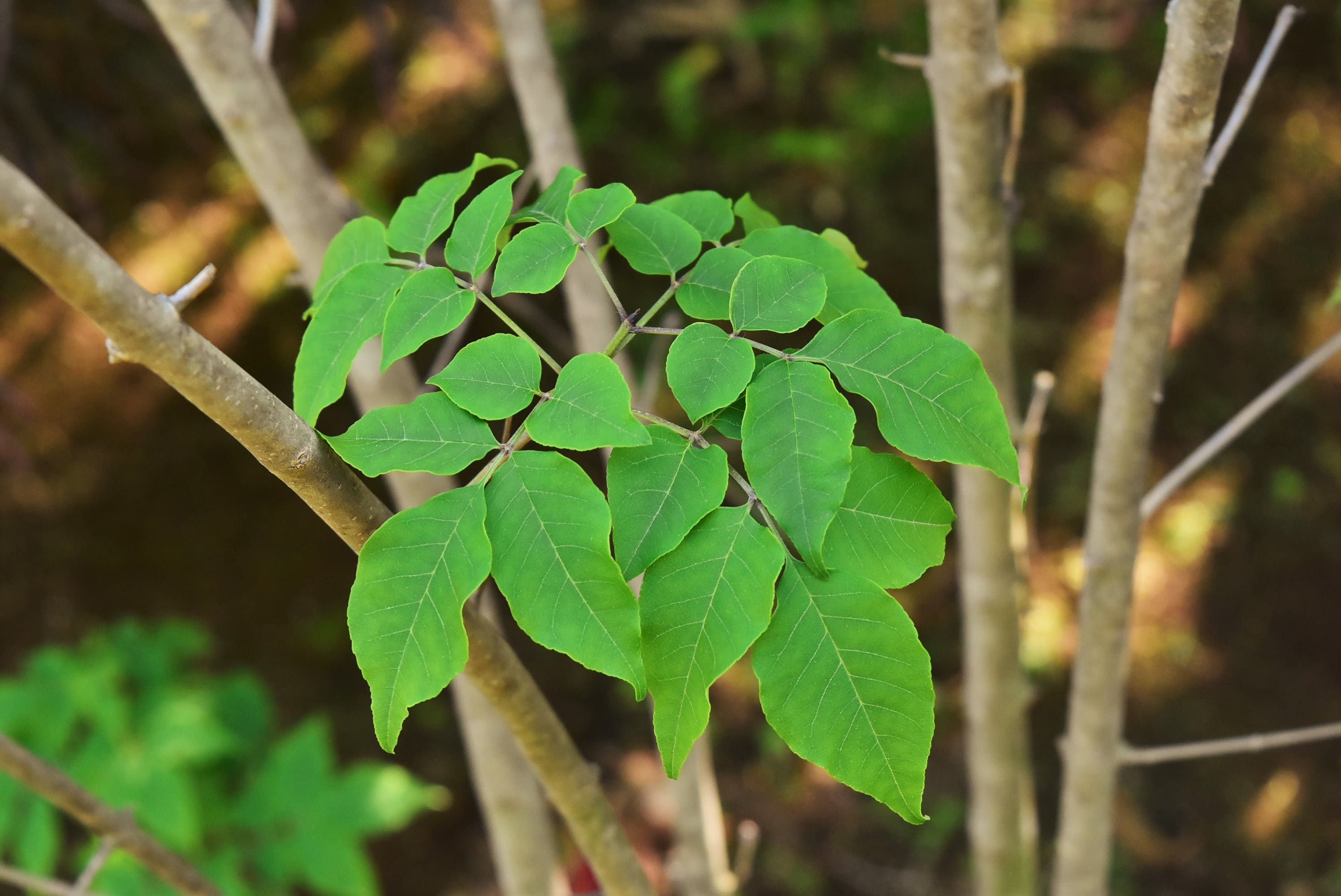 Japanese ash,picture