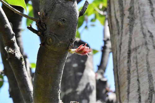 アカガシの木,赤樫の新芽,画像