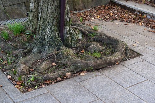 カツラ 桂 庭木図鑑 植木ペディア