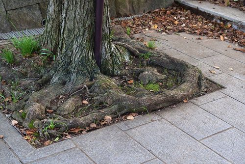 桂の根,画像,カツラの木