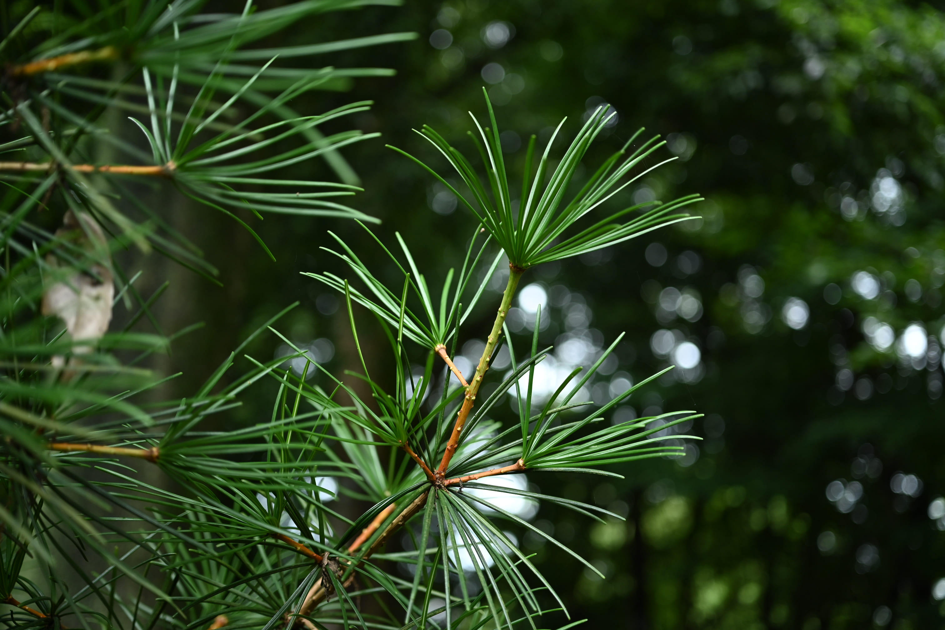 Japanese umbrella pine