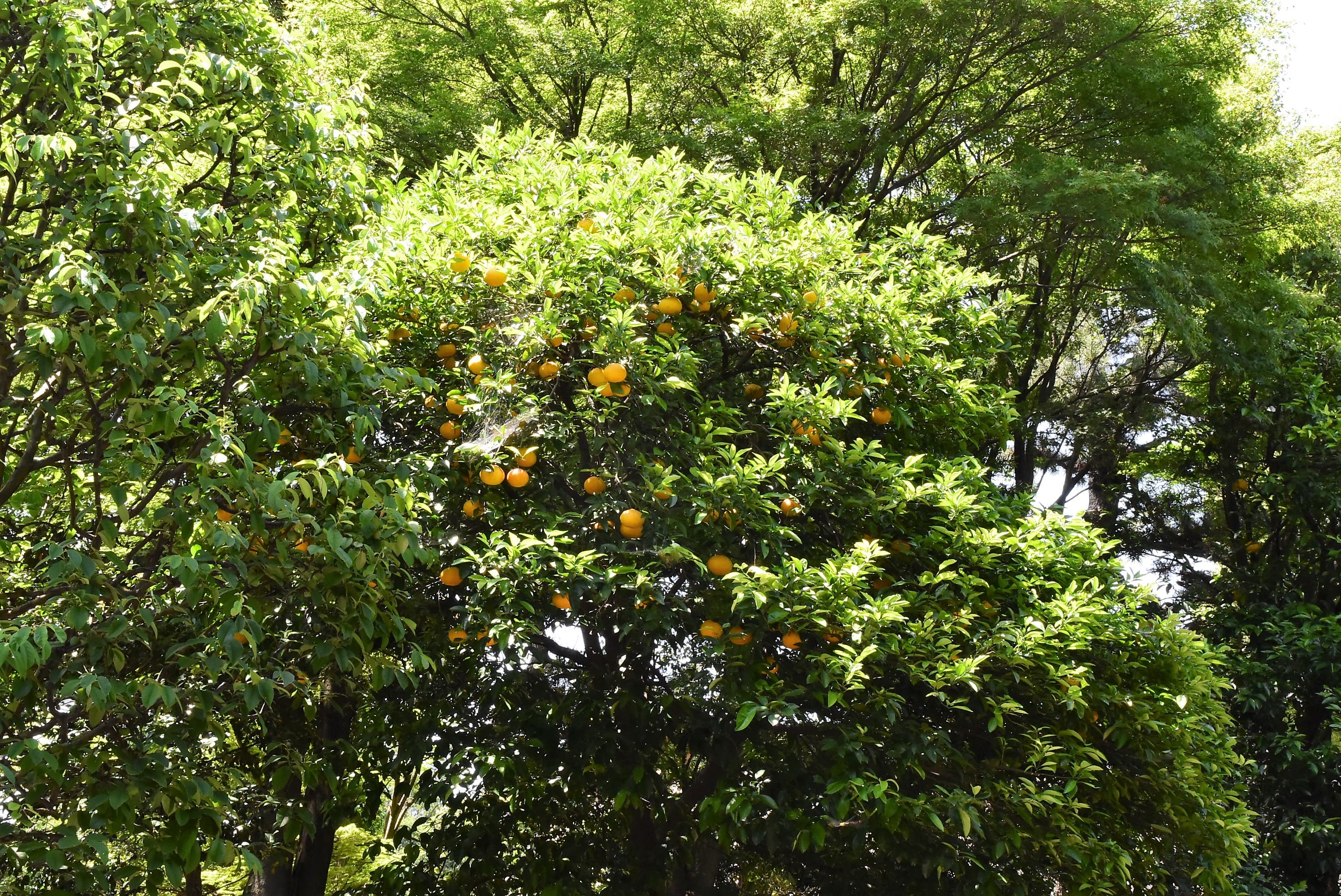 橙の木 皇居