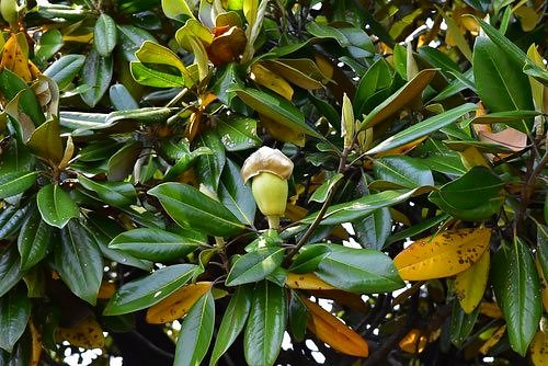 タイサンボク,たいさんぼく,Southern magnolia,Japan