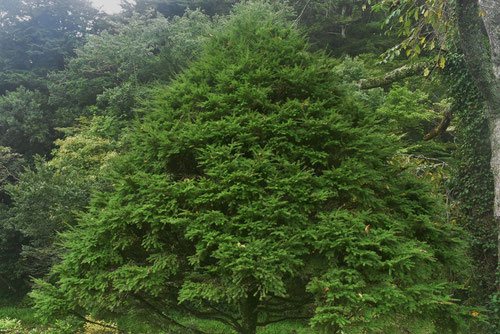 こめつが,コメツガ,庭木図鑑