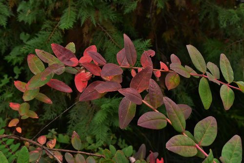 キンシバイ（金糸梅） - 庭木図鑑 植木ペディア