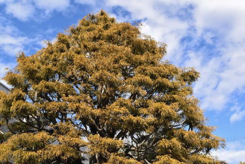 イトヒバ 糸檜葉 庭木図鑑 植木ペディア
