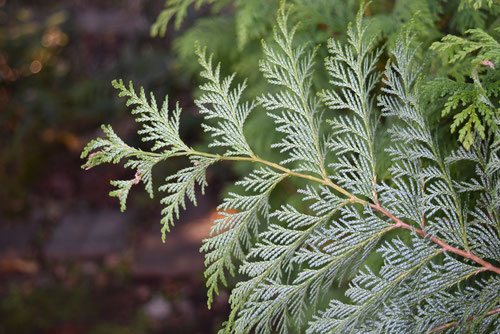シノブヒバ 忍檜葉 庭木図鑑 植木ペディア