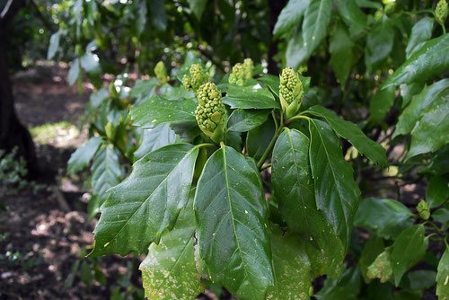 アオキ 植木 食べる