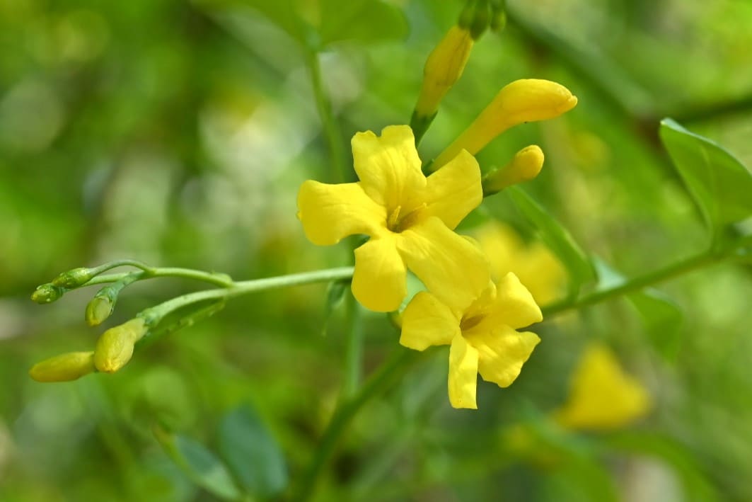 Yellow Jasmine,flower