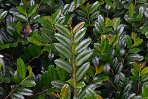 ハマヒサカキ - 庭木図鑑 植木ペディア