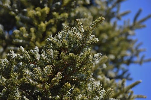 Nikko fir tree,picture