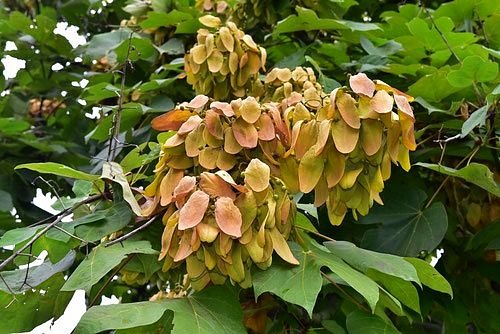 Chinese parasol tree,seeds