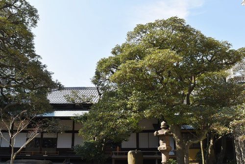 モッコク
