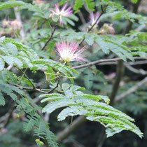 成長が早い木 庭木図鑑 植木ペディア