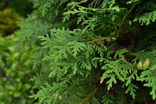 ニオイヒバ 匂檜葉 庭木図鑑 植木ペディア ニオイヒバ 匂檜葉 庭木図鑑 植木ペディア