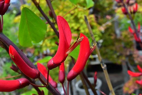 カイコウズ 花 時期