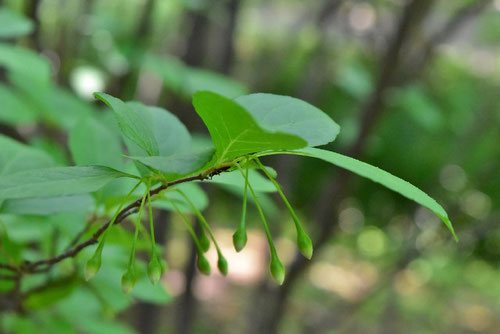 エゴノキ 庭木図鑑 植木ペディア エゴノキ 庭木図鑑 植木ペディア